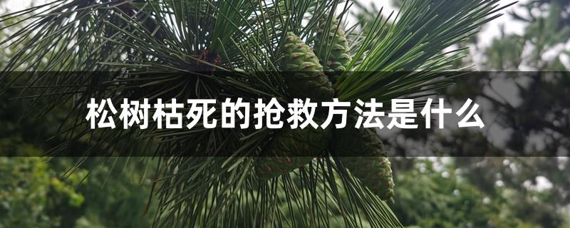 松树枯死的抢救方法是什么