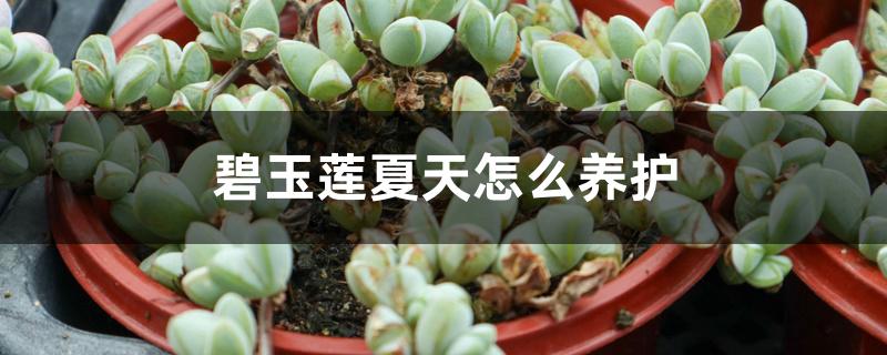 碧玉莲夏天怎么养护 碧玉莲夏天怎么养护
