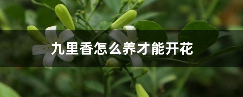 九里香怎么养才能开花