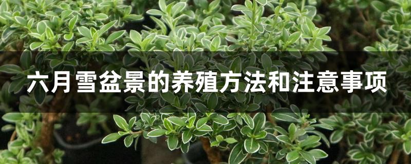 六月雪盆景的养殖方法和注意事项