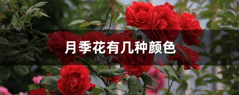 月季花有几种颜色