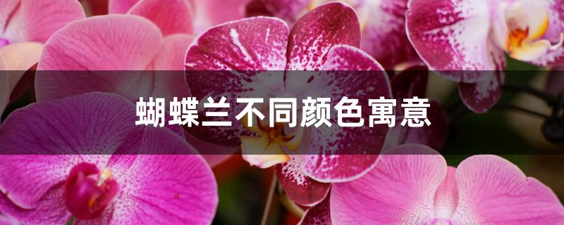 蝴蝶兰不同颜色寓意 蝴蝶兰不同颜色寓意