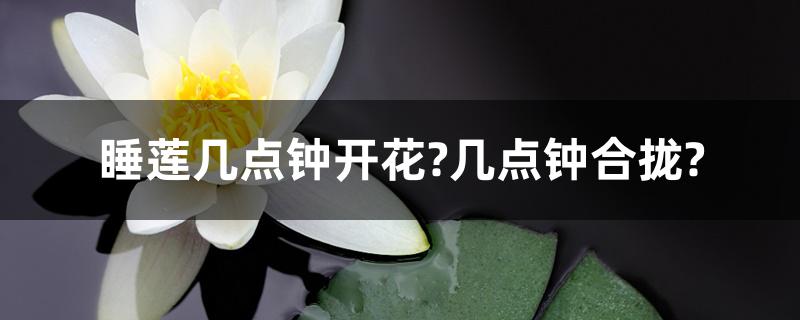 睡莲几点钟开花?几点钟合拢?