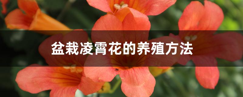 盆栽凌霄花的养殖方法