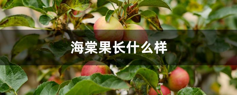 海棠果长什么样 海棠果长什么样