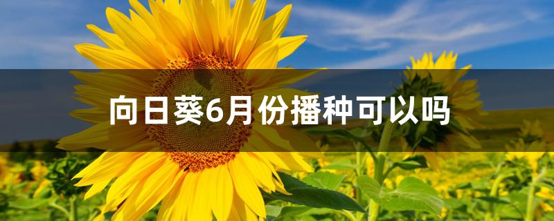 向日葵6月份播种可以吗