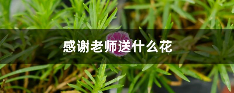 感谢老师送什么花 感谢老师送什么花