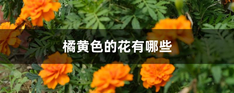 橘黄色的花有哪些 橘黄色的花有哪些