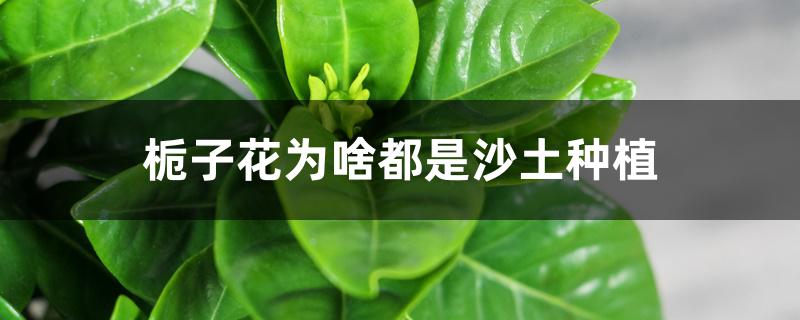 栀子花为啥都是沙土种植