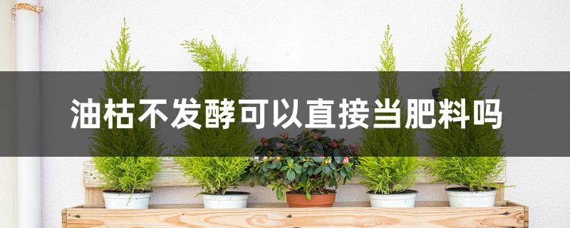 油枯不发酵可以直接当肥料吗