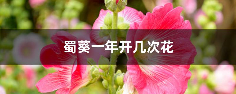 蜀葵一年开几次花