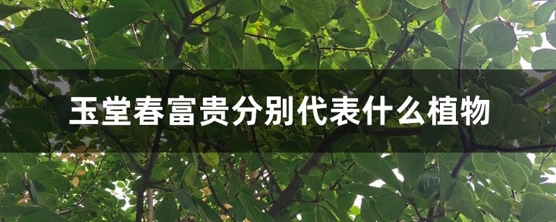 玉堂春富贵分别代表什么植物