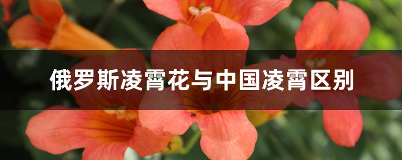 俄罗斯凌霄花与中国凌霄区别