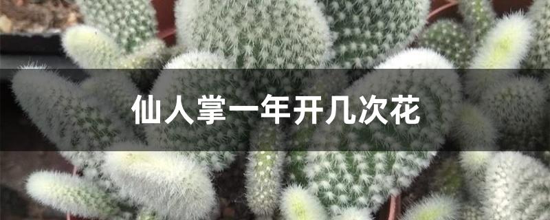 仙人掌一年开几次花