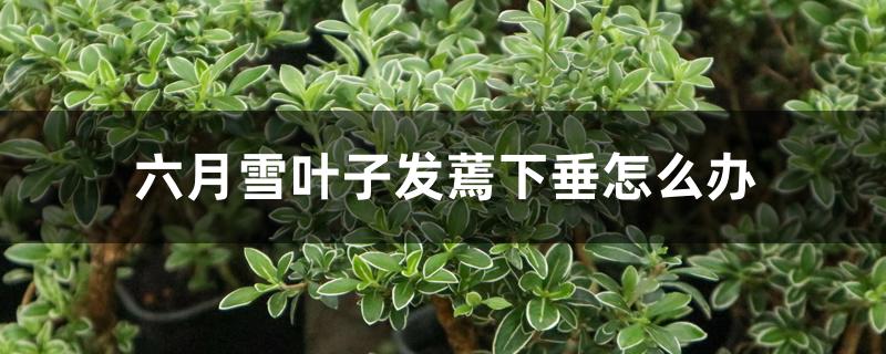 六月雪叶子发蔫下垂怎么办