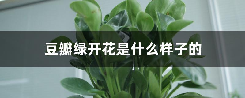 豆瓣绿开花是什么样子的 豆瓣绿开花是什么样子的