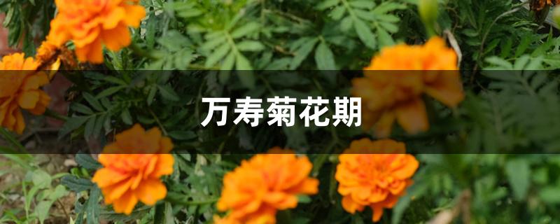 万寿菊花期