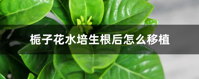 栀子花水培生根后怎么移植