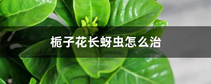 栀子花长蚜虫怎么治