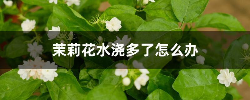 茉莉花水浇多了怎么办