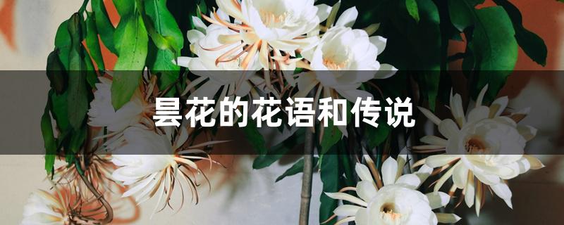 昙花的花语和传说