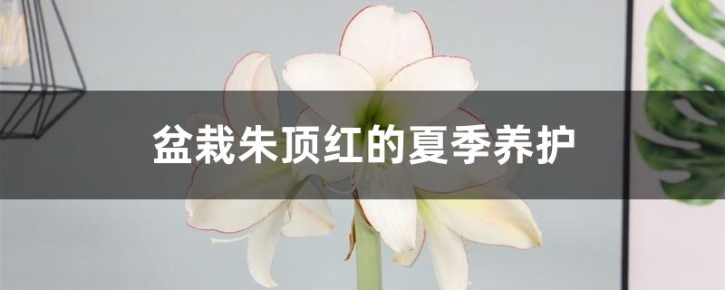 盆栽朱顶红的夏季养护