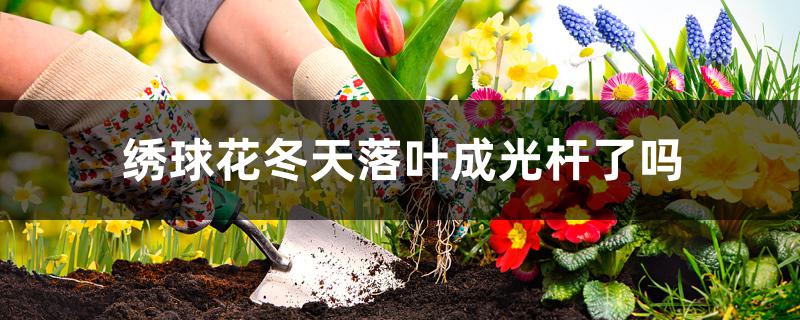 绣球花冬天落叶成光杆了吗