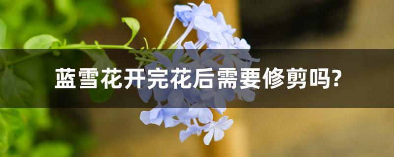 蓝雪花开完花后需要修剪吗?