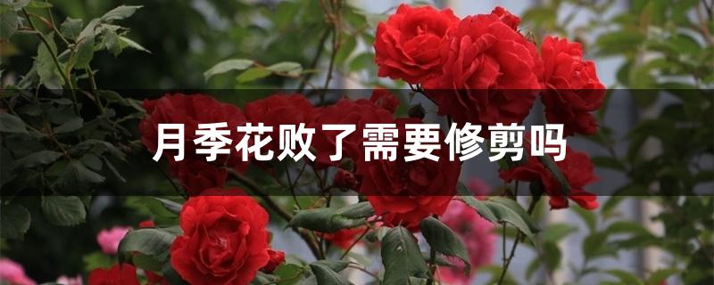 月季花败了需要修剪吗 月季花败了需要修剪吗