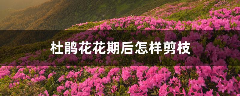 杜鹃花花期后怎样剪枝