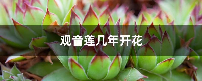 观音莲几年开花