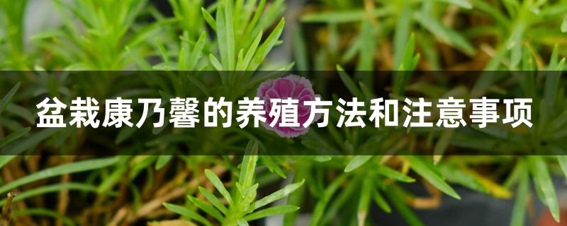 盆栽康乃馨的养殖方法和注意事项 盆栽康乃馨的养殖方法和注意事项