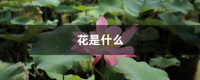 花是什么