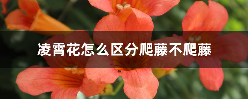 凌霄花怎么区分爬藤不爬藤