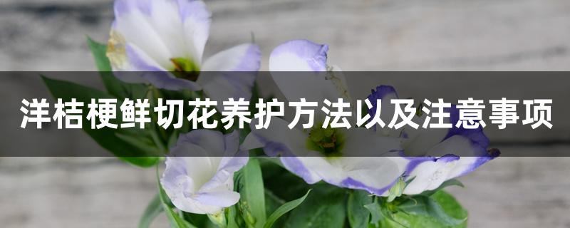 洋桔梗鲜切花养护方法以及注意事项