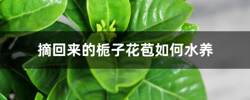 摘回来的栀子花苞如何水养 摘回来的栀子花苞如何水养