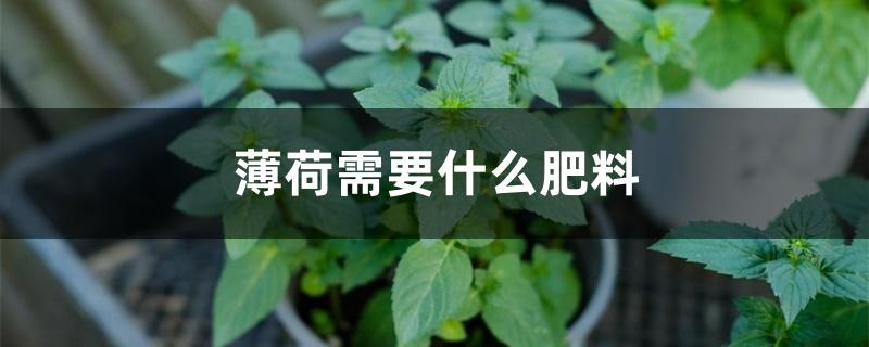 薄荷需要什么肥料