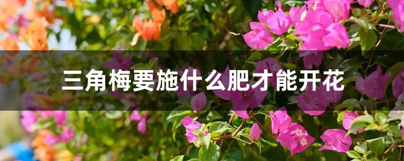 三角梅要施什么肥才能开花