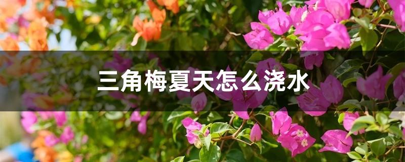 三角梅夏天怎么浇水 三角梅夏天怎么浇水