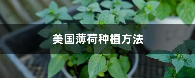 美国薄荷种植方法