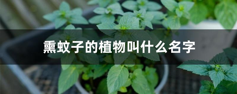 熏蚊子的植物叫什么名字