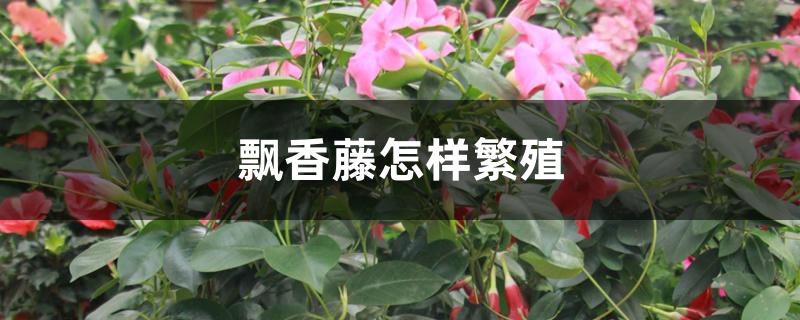 飘香藤怎样繁殖