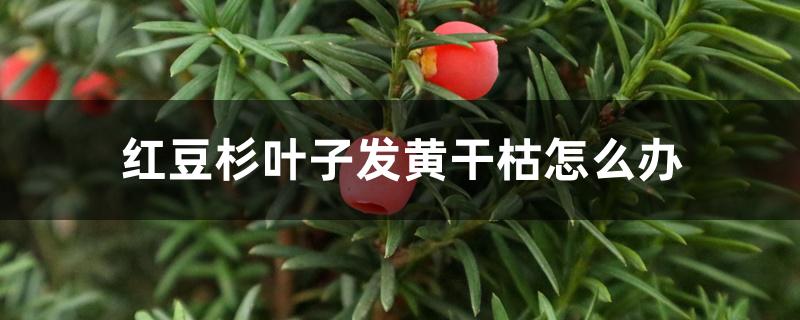 红豆杉叶子发黄干枯怎么办 红豆杉叶子发黄干枯怎么办