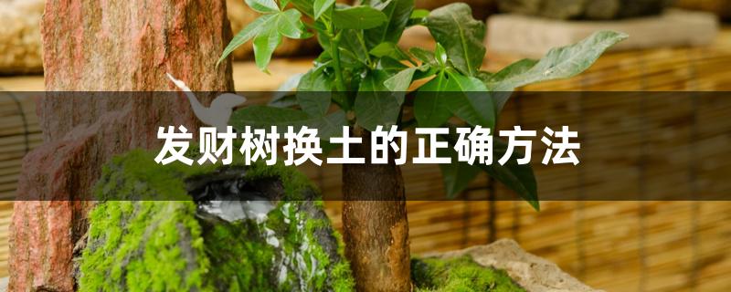 发财树换土的正确方法