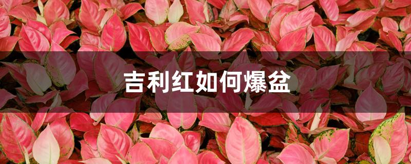 吉利红如何爆盆 吉利红如何爆盆