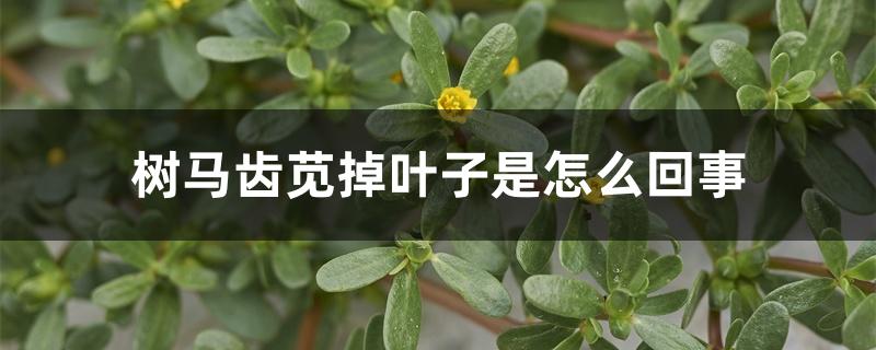 树马齿苋掉叶子是怎么回事