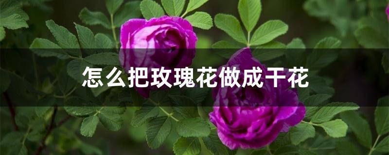 怎么把玫瑰花做成干花