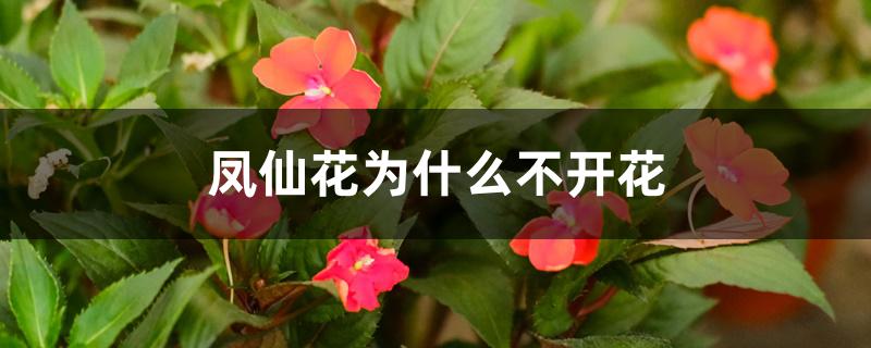 凤仙花为什么不开花