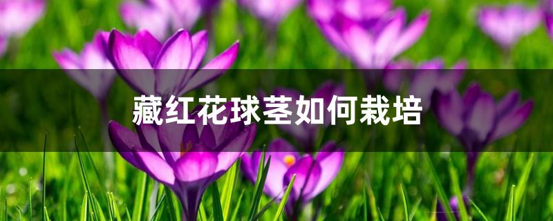 藏红花球茎如何栽培