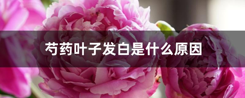 芍药叶子发白是什么原因